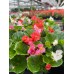 Begonia